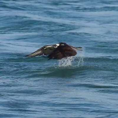 Tracking a bird doing some fishing in slo mo!