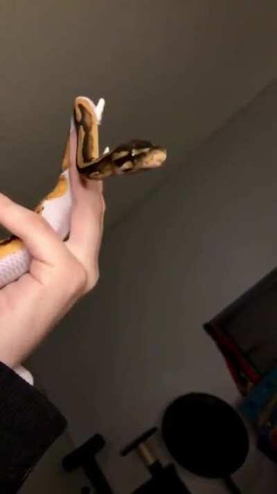 Some T’challa bleleles :D