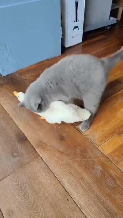 don't touch my tail...