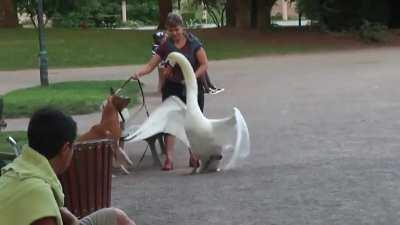Swan scaring a dog