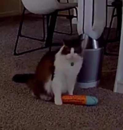 Picked up by the motion detector camera