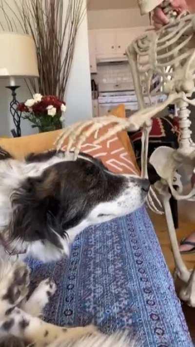 “Terrance the Terror,” our pet skeleton wanted to give Stevie one last head scratch before being packed away until next year. 😍