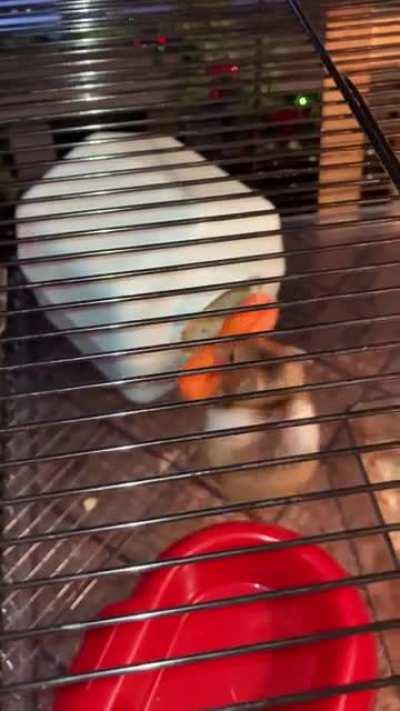 Never give up on your dreams.