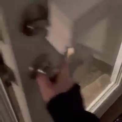 Every single cat ever...