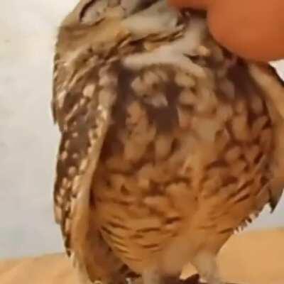 Rescue 🦉