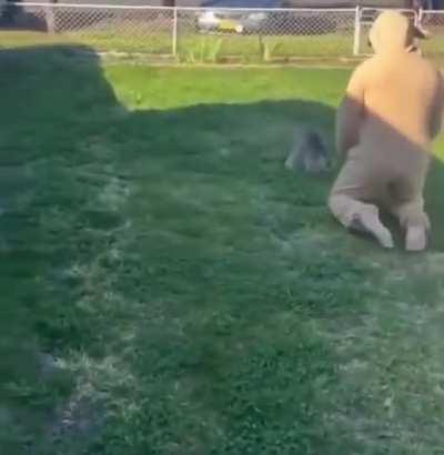 Baby Kangaroo entered their garden and was refusing to leave. So this guy dressed up as mama kangaroo and tried to put it in his Kangaroo pouch