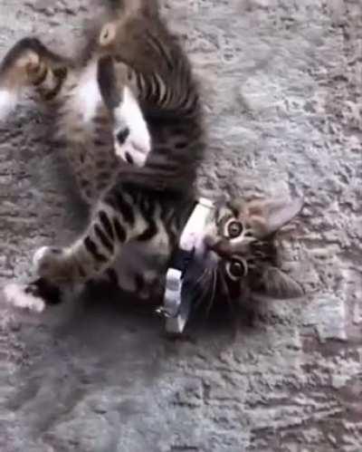 They grew up very fast..!