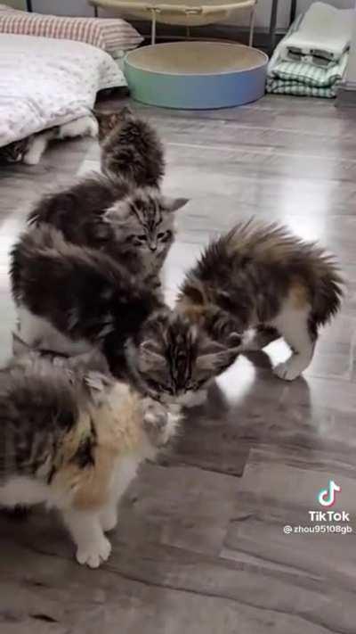 A cluster of crabs 🦀