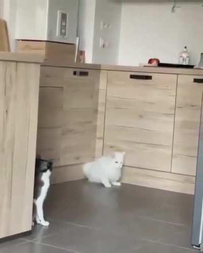 Kitty the liquified. Ability- Can leak.