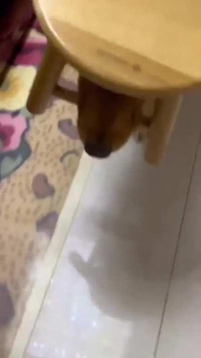 It's a stick ... and a hat