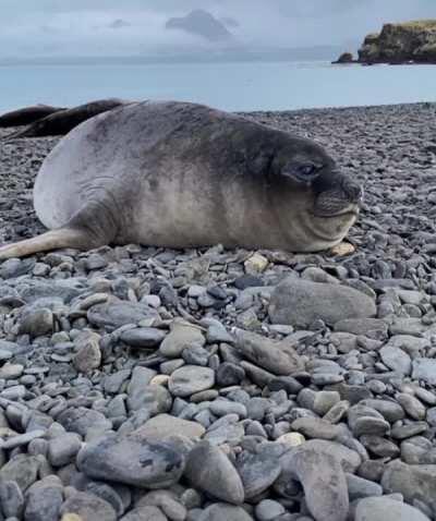 Seal farting and sneezing