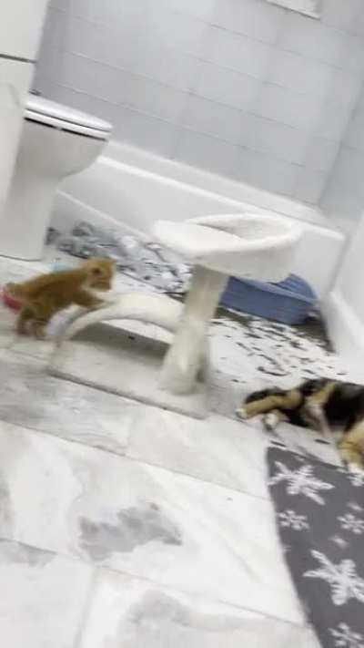 volume up to hear Cheeto roar!!