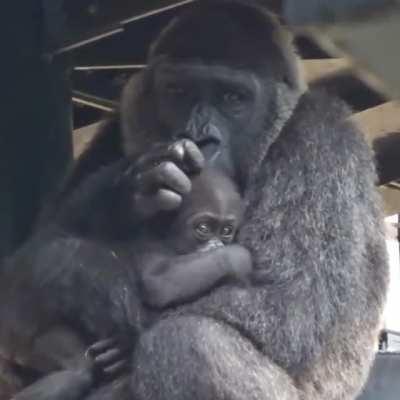 More beautiful Gorilla love and tenderness