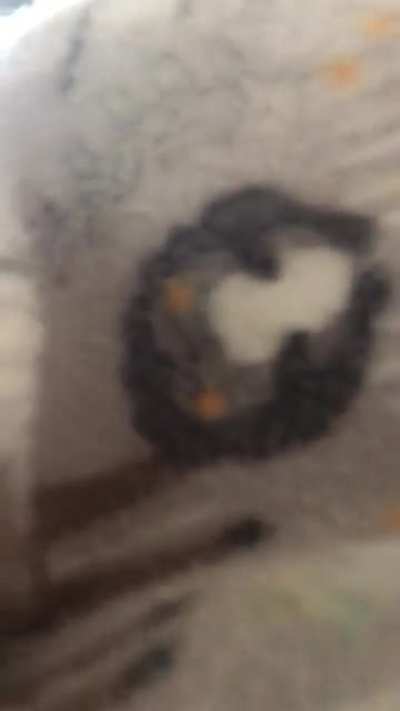 It’s their cake day, so they each got a stroopwafel!