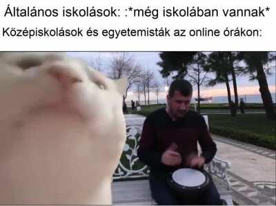 Muzikális fost