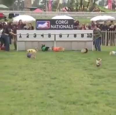 Corgi Nationals