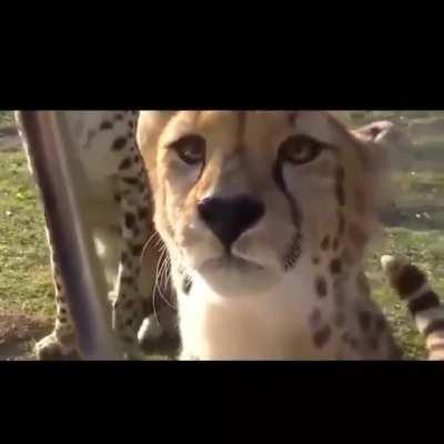 This is important. Cheetahs don’t roar, they meow like housecats.