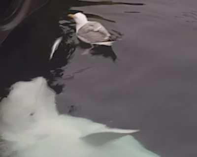 Beluga messing with a seagull