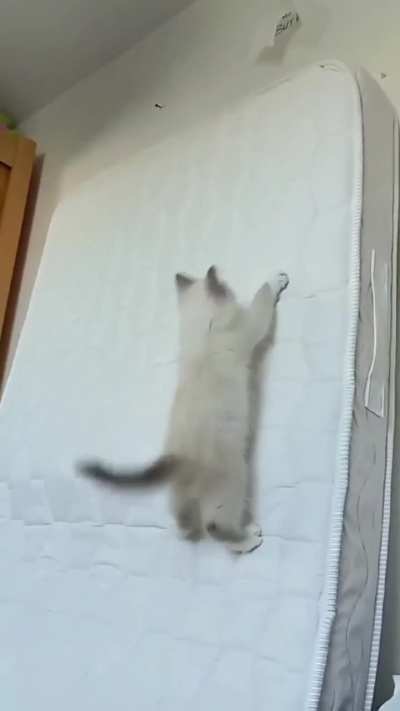 My parents' tiny kitten takes over my mattress