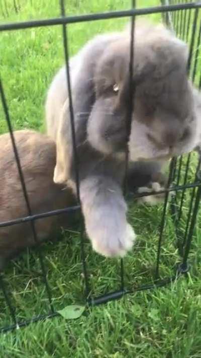 Tips on introducing dog to pet rabbits? We are getting a foster pup in a few days. If all goes well, we’ll adopt him! He’s 1 year old, very calm and sweet demeanor, doesn’t have a prey drive. What are the best ways I can optimize them meeting so they can 