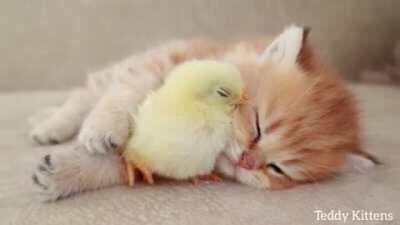 Best Friends Napping is Poultry in Motion