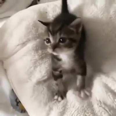 This illegaly cute squeaky murder floof