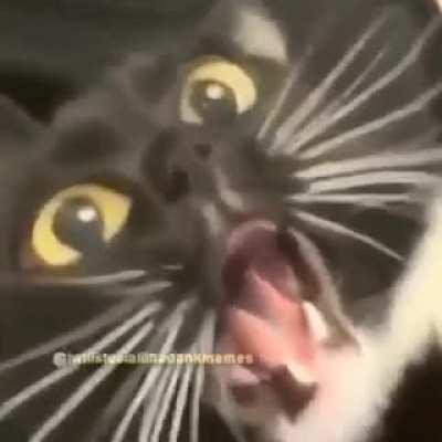 Волновой кошак