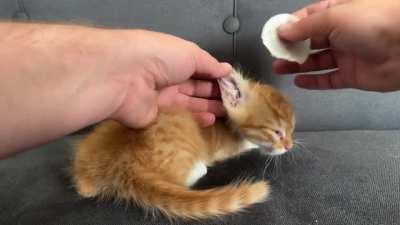 Kind Man Takes In 2 Kittens