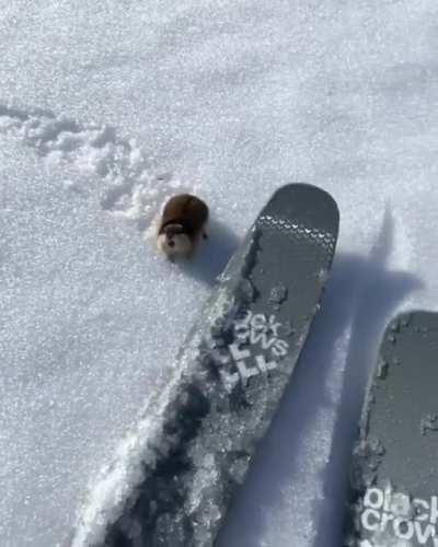 Дерзкий малый