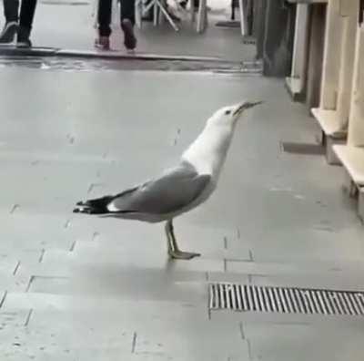 seagull eats an entire rat alive
