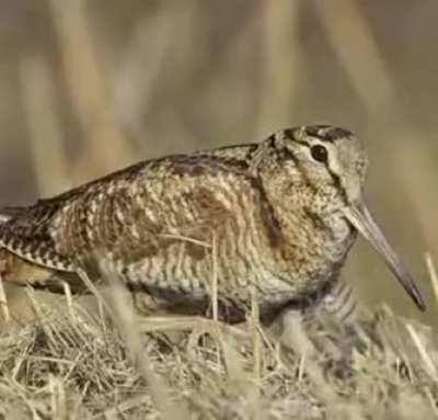 ShitpostBR - Video #4339