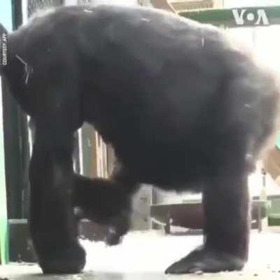 Gorilla wiping its ass with a baby