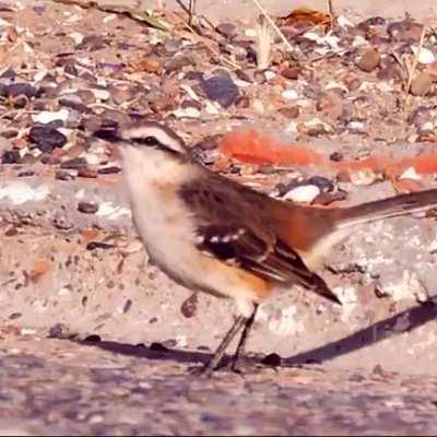 Calandria Chica/Mimus Patagonicus. Puerto Madryn, Chubut, Argentina.