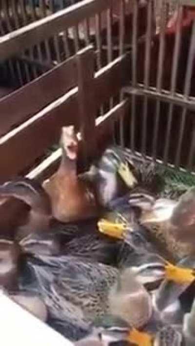 Quando seu plano maligno da certo