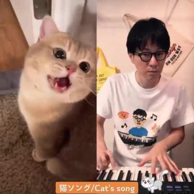 Cat Song