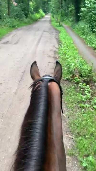 I feel so lucky we get to board in this fairytale forest