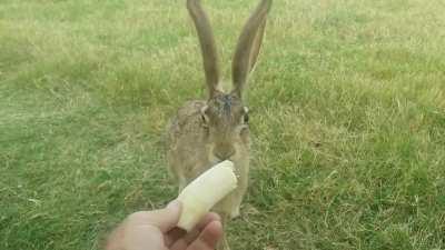Despite their name, jackrabbits are actually hares belonging to the genus Lepus, and they can be found in Africa, Eurasia and North America. One North American species is the black-tailed jackrabbit. It lives in the western US and Mexico. This wild jackra