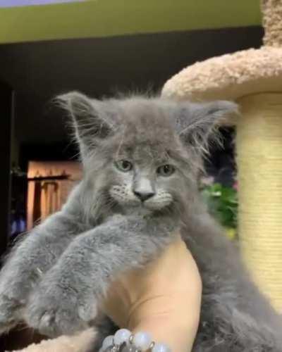 If kittens had a King