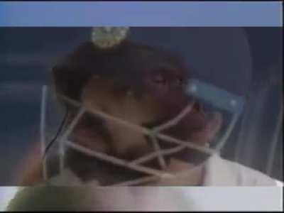 I am a simple monkey.