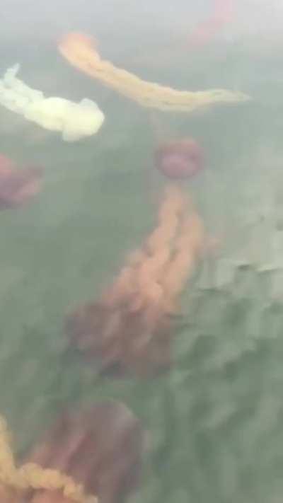 Anyone fancy a dip in the Jelly fields?