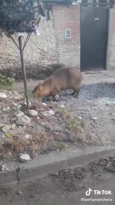 Es un perro la conchatumadre