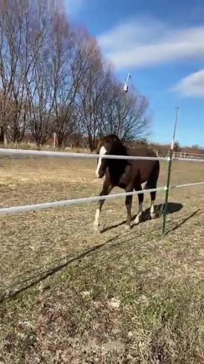 My gelding, on turn out. He’s the definition of “in your pocket”.