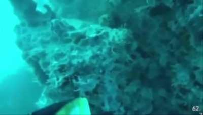 just normal showdown…