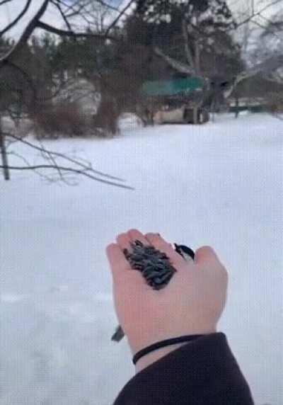 Situation calls for the sneaky tweement