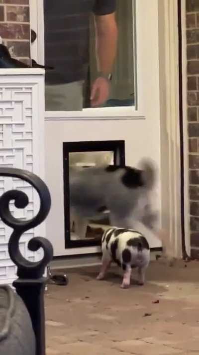 Dog teaches pig how to use the doggy door