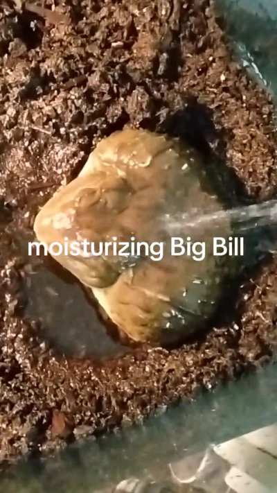 PSA, in order to appease your Boulder dragon, you must moisturize it