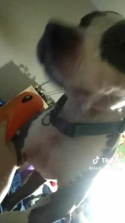 My dog loves SCP 999