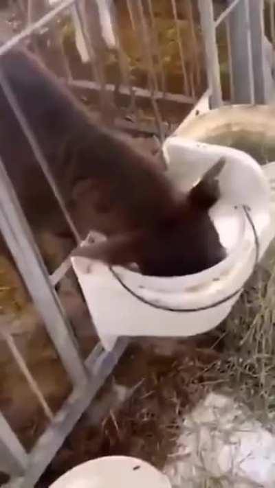 Every woman in Premium Bukake videos: