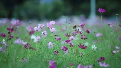 Flower garden in Autumn