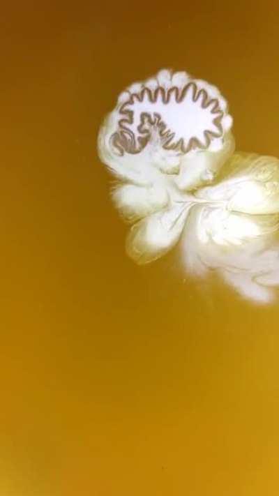 What is happening? Citric acid solution meets Titanium dioxide white food coloring.